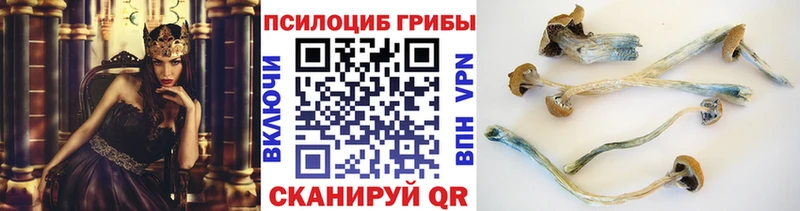 Псилоцибиновые грибы GOLDEN TEACHER  купить   Кологрив 
